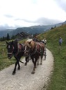 IMG_7461