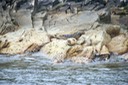 Le foche sull'isola di Mousa