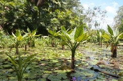 Seychelles - Giardino botanico (2)