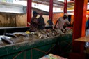 Seychelles - Mercato del pesce (2)
