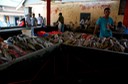 Seychelles - Mercato del pesce (1)