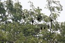 Seychelles - pipistrelli