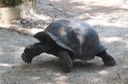 Seychelles - tartarughe giganti (2)