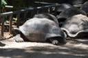 Seychelles - tartarughe giganti