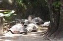 Seychelles - tartarughe giganti (1)